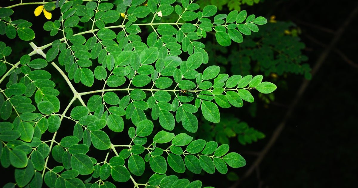 FDA investigating Salmonella outbreak connected to moringa powder