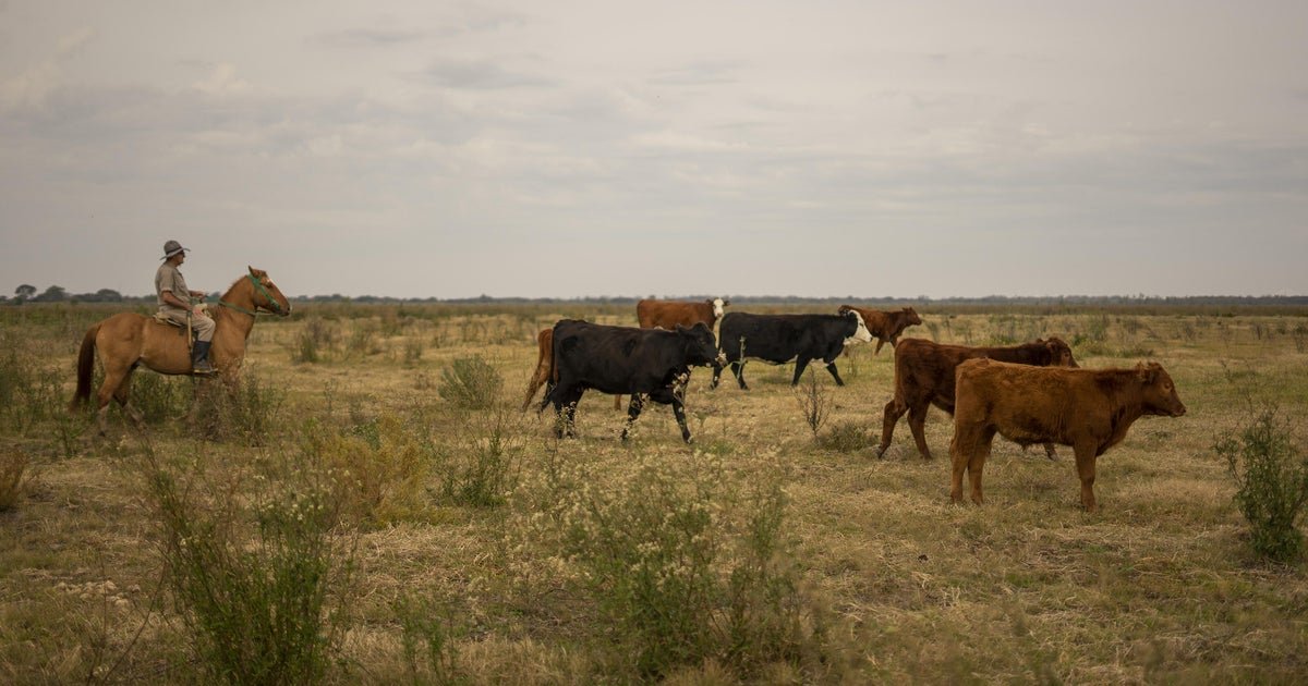 More Argentina beef imports won't do much to ease costs for consumers, according to experts