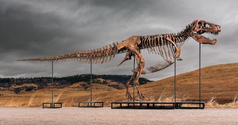 Rare T. rex fossil sells for record $50.1 million at auction